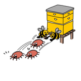 Varroa – Bienen vertreiben Milben